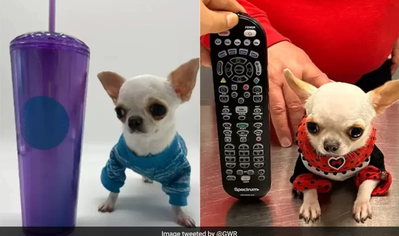 World's Shortest Dog, Tinier Than A TV Remote, Sets Guinness World Record