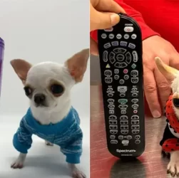 World's Shortest Dog, Tinier Than A TV Remote, Sets Guinness World Record