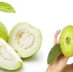 wellhealthorganic.com:5-amazing-health-benefits-of-guava